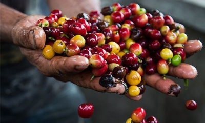 Cà phê hạt giá bao nhiêu 1kg? Giá tại Việt Nam hôm nay
