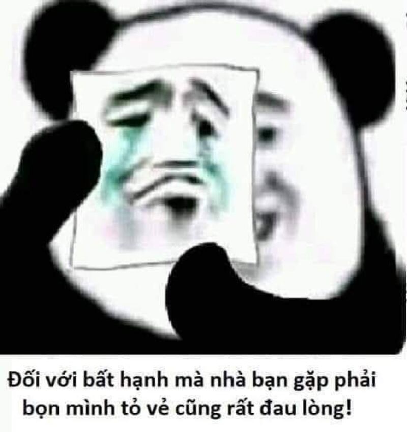 gau truc bua weibo meme 5 jpg